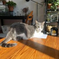 Notre douce mélie à l'adoption #1