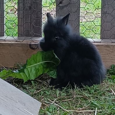 Lapines crête de lion #1