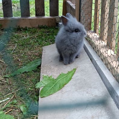 Lapines crête de lion #2