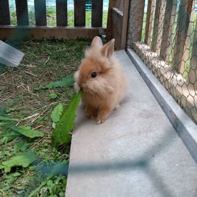 Lapines crête de lion #3