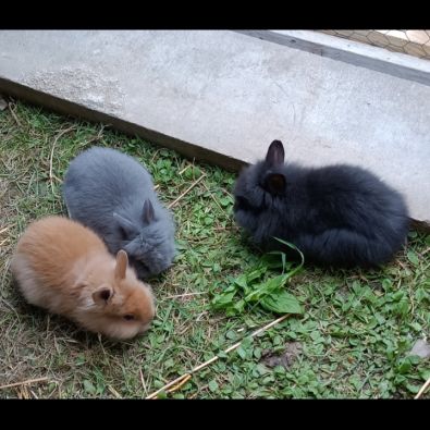 Lapines crête de lion #0