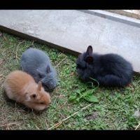 Lapines crête de lion