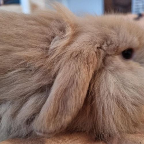 Adorable bébé bélier #1