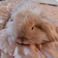 Adorable bébé bélier