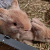 Bébé croisé lapin bélier et angora anglais