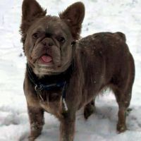 Femelle bouledogue français fluffy isabella