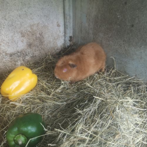 Femelle cuy 3 mois #3