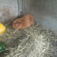 Femelle cuy 3 mois #2