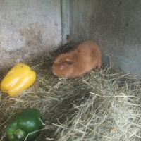 Femelle cuy 3 mois #3