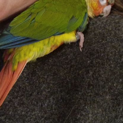 3 conures de molinae a vendre #1