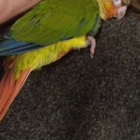3 conures de molinae a vendre #1