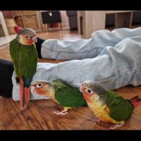 3 conures de molinae a vendre