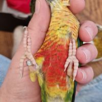 3 conures de molinae a vendre #3