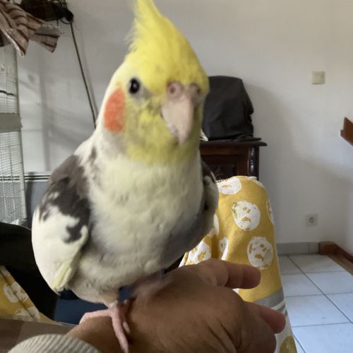 Jolie calopsitte eam #3