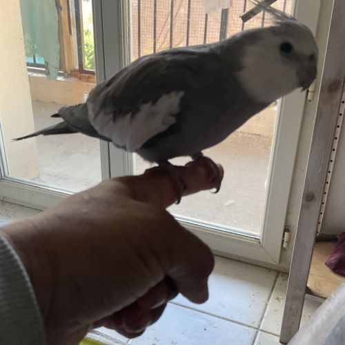 Jolie calopsitte eam #4