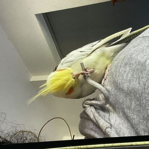 Jolie calopsitte eam #8