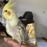 Jolie calopsitte eam #1