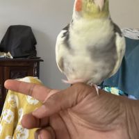 Jolie calopsitte eam