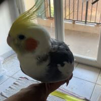 Jolie calopsitte eam #5