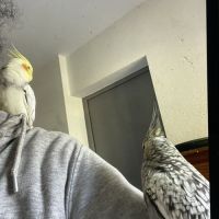 Jolie calopsitte eam #6