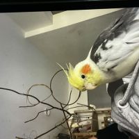 Jolie calopsitte eam #7