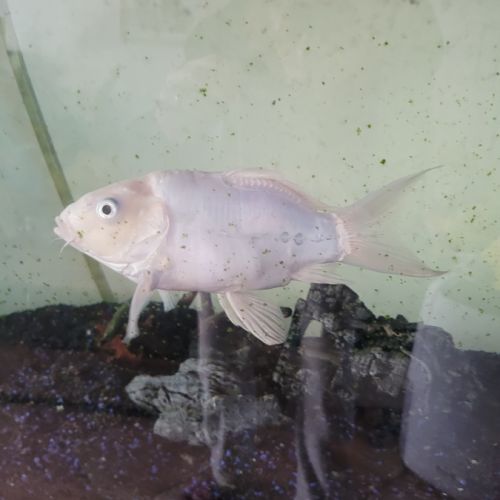 Don carpe koi contre bons soins