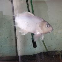 Don carpe koi contre bons soins #1