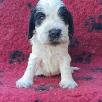 Chiots cockers anglais lof à réserver