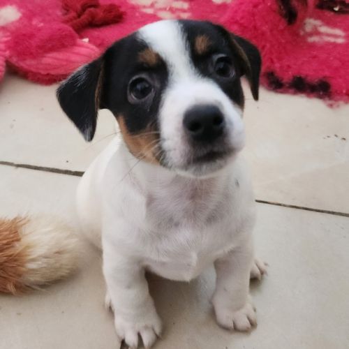 Jack russell male #1