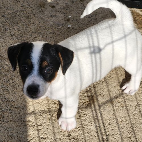 Jack russell male #2