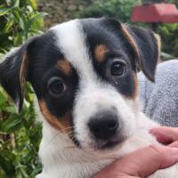 Jack russell male #0