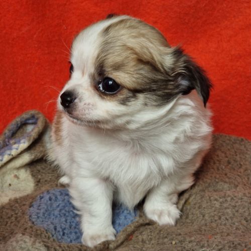 Magnifique bébé mâle chihuahua dépt 86 #1