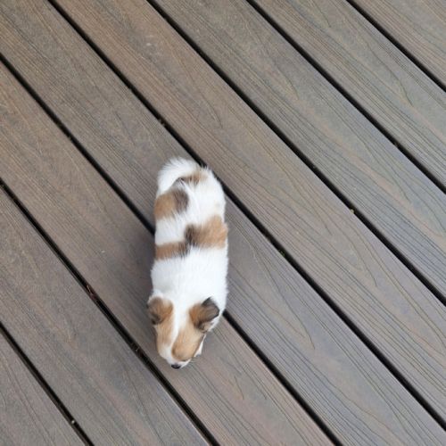 Magnifique bébé mâle chihuahua dépt 86 #3