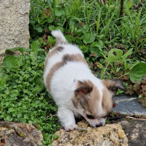 Magnifique bébé mâle chihuahua dépt 86 #4