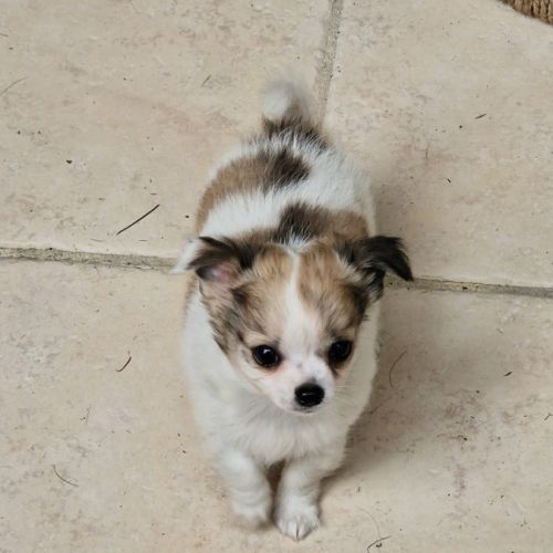 Magnifique bébé mâle chihuahua dépt 86 #6