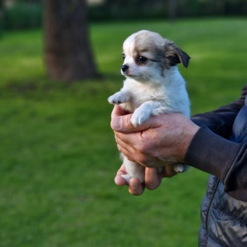 Magnifique bébé mâle chihuahua dépt 86 #0