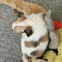 Magnifique bébé mâle chihuahua dépt 86 #2