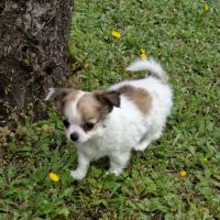 Magnifique bébé mâle chihuahua dépt 86 #5