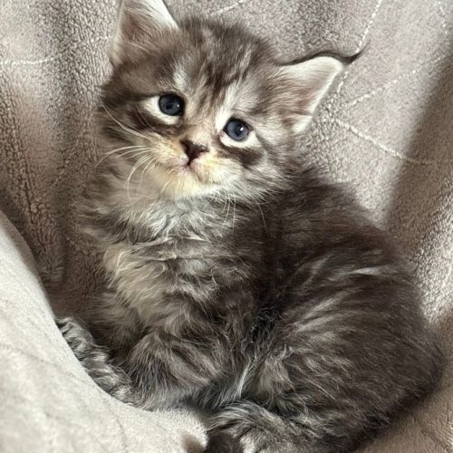 Chatons maine coon loof