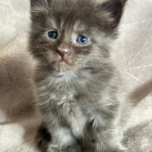 Chatons maine coon loof #3