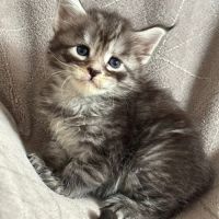 Chatons maine coon loof