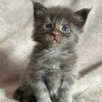 Chatons maine coon loof #2