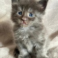 Chatons maine coon loof #3