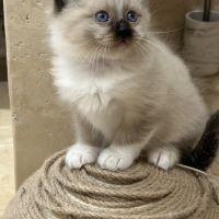 Chaton sacré de birmanie loof #1