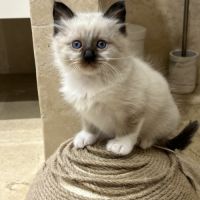 Chaton sacré de birmanie loof #0