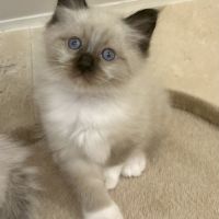 Chaton sacré de birmanie loof #3