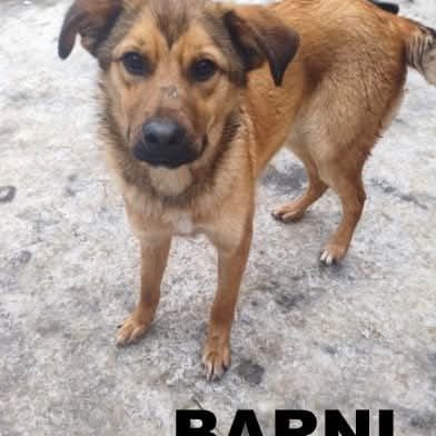 A adopter barni se trouve en famille d'accueil 75