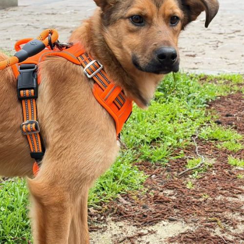 A adopter barni se trouve en famille d'accueil 75 #2