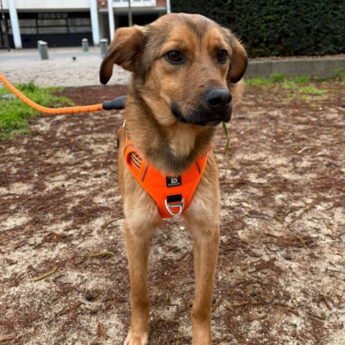 A adopter barni se trouve en famille d'accueil 75 #4