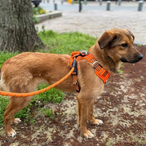 A adopter barni se trouve en famille d'accueil 75 #5